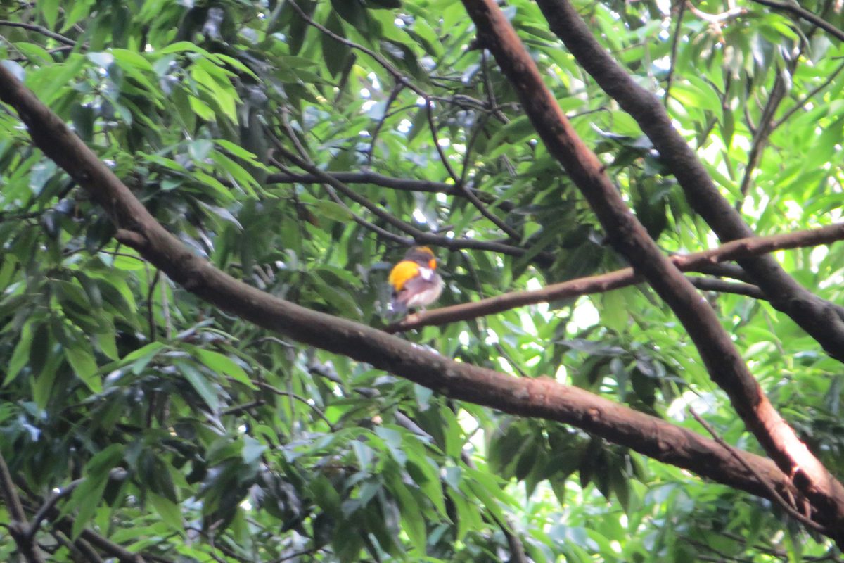 キビタキぼけぼけ