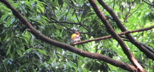 キビタキぼけぼけ