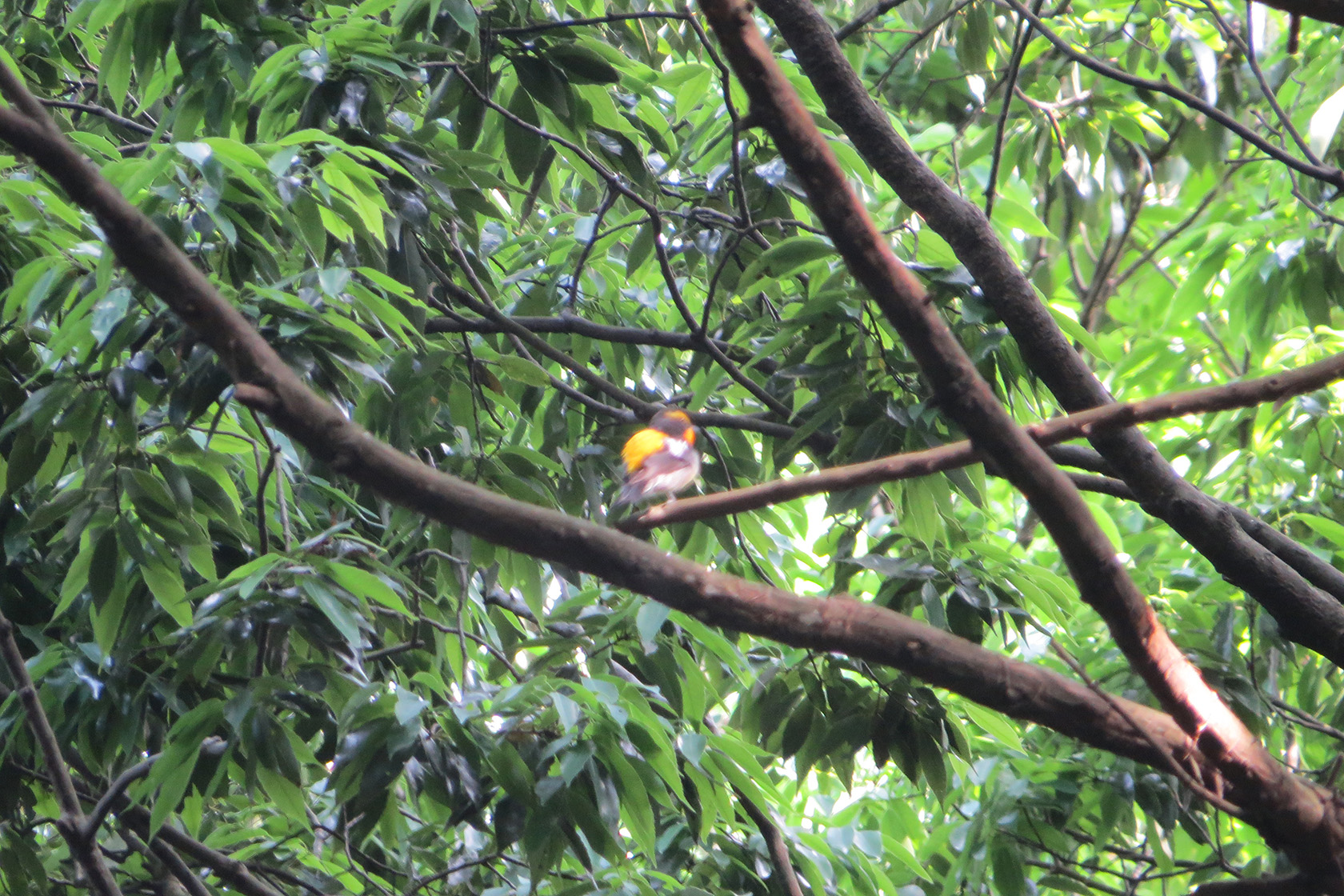 キビタキぼけぼけ