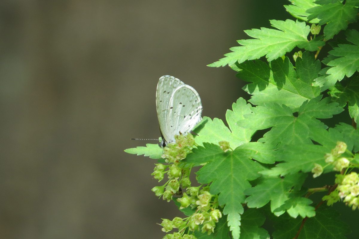 シジミチョウ系