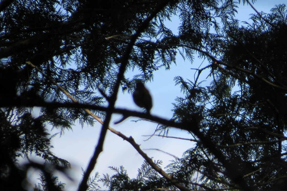 キビタキ逆光ぼけぼけ