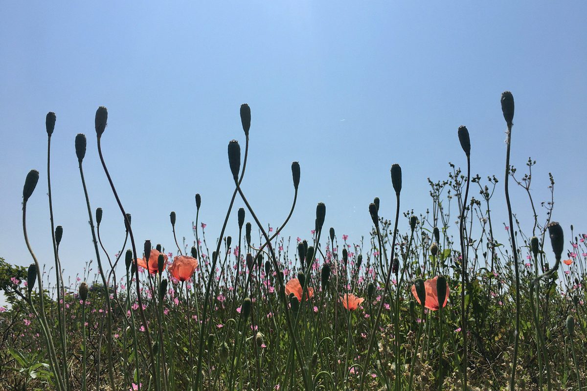 谷本川ひなげし