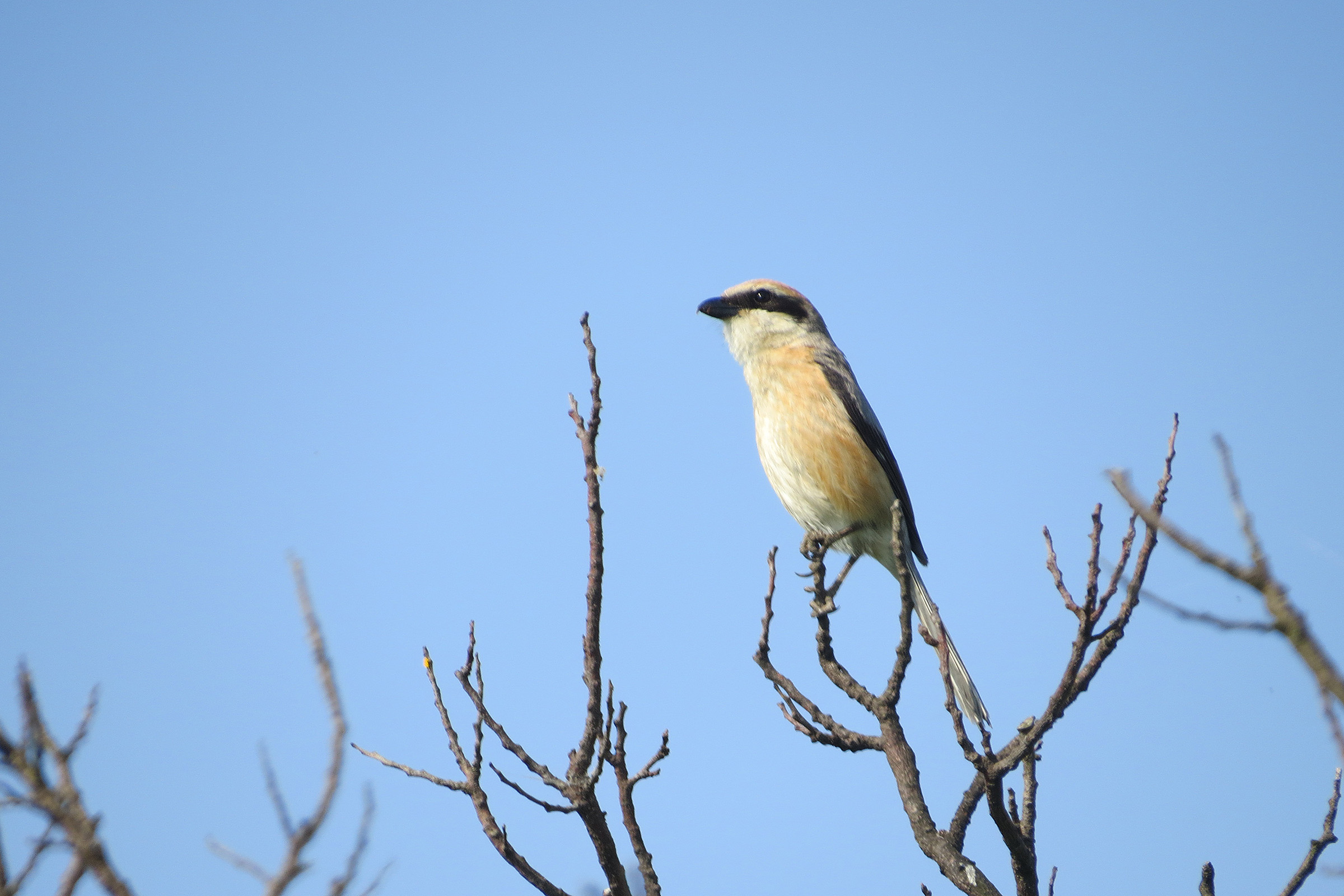 モズ雄 栗の木の上で鳴き真似をする みどりの鳥 横浜市北部 緑区周辺の野鳥紹介