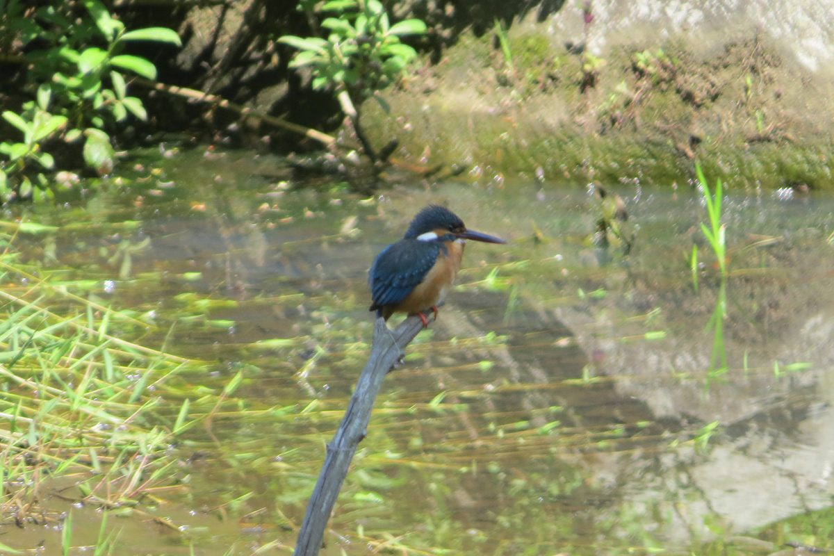 四季の森公園のカワセミ