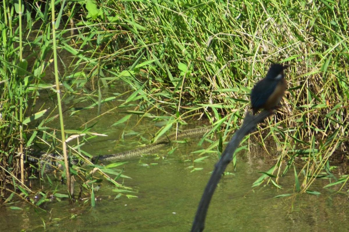 四季の森公園のカワセミとヘビ