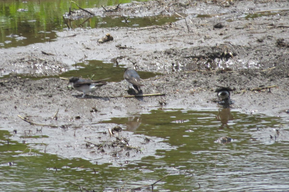 イワツバメ三羽