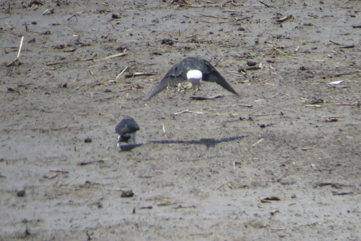 イワツバメ二羽