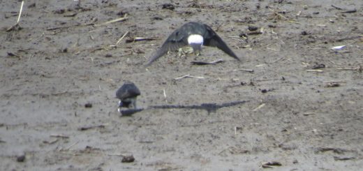 イワツバメ二羽