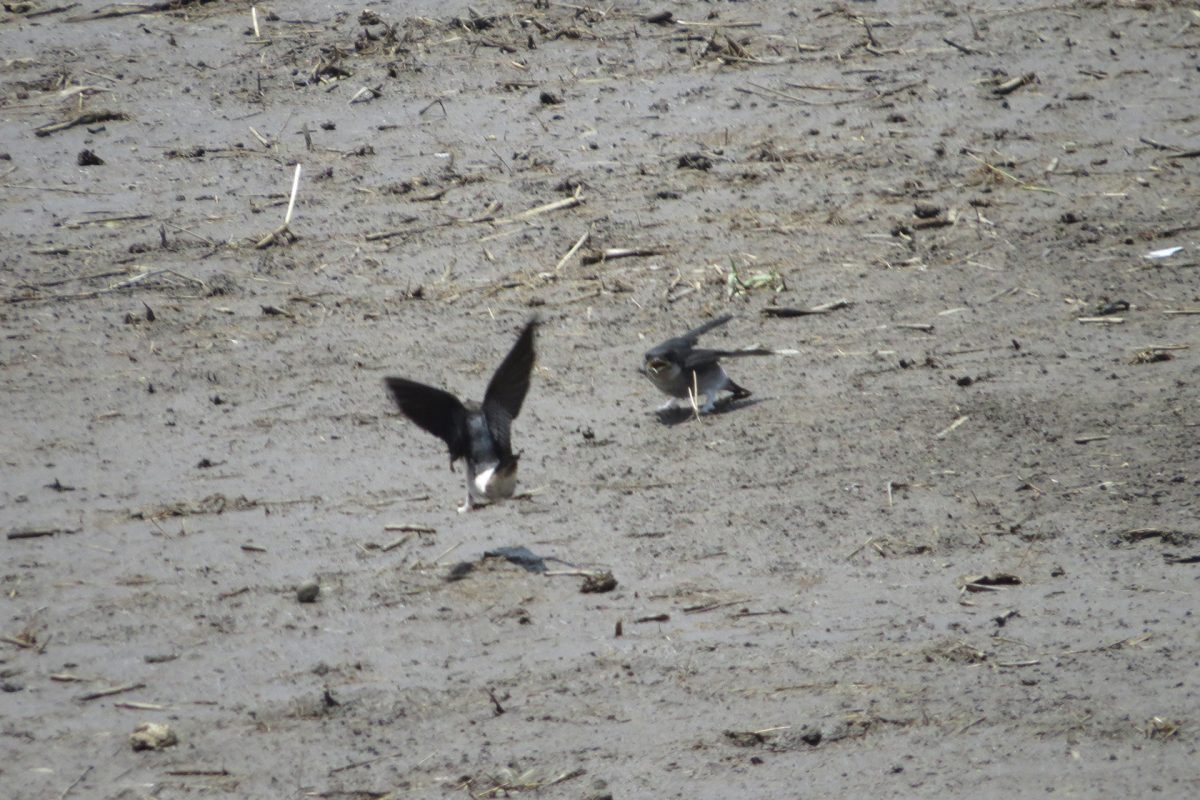 イワツバメ二羽