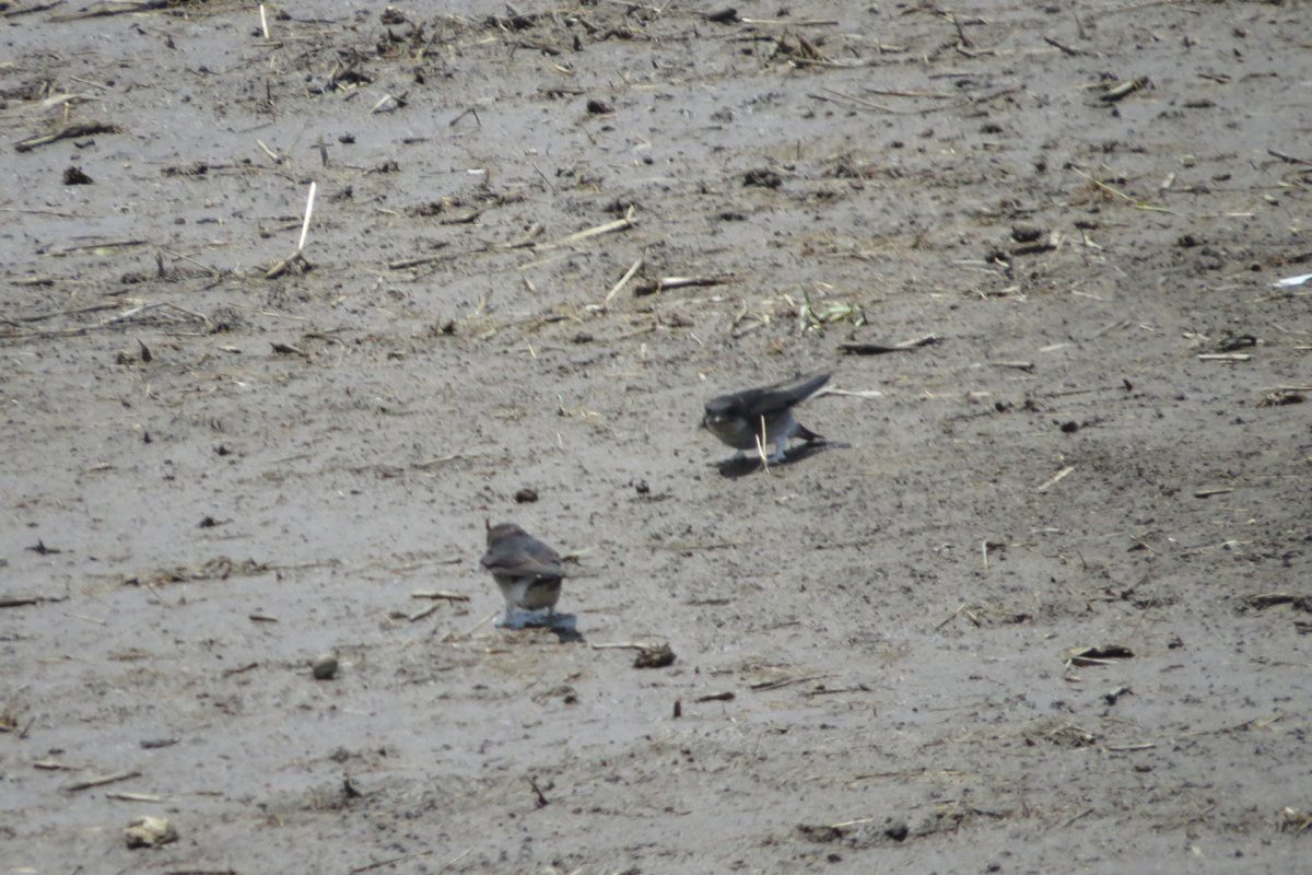イワツバメ二羽