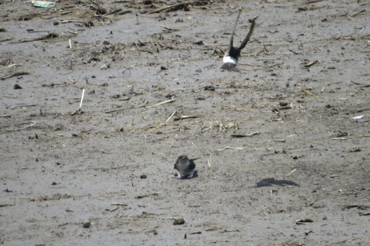イワツバメ二羽