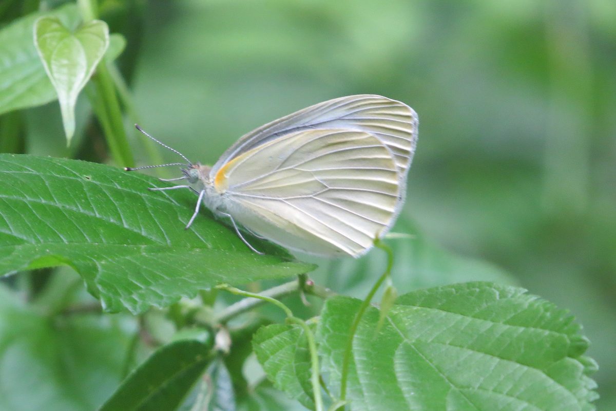 白い蝶