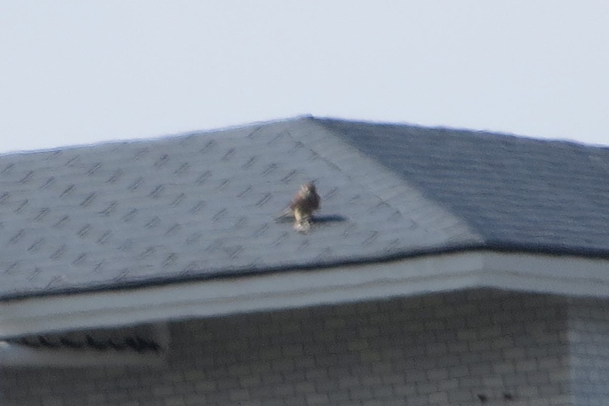 猛禽類チョウゲンボウ？デジタルズーム