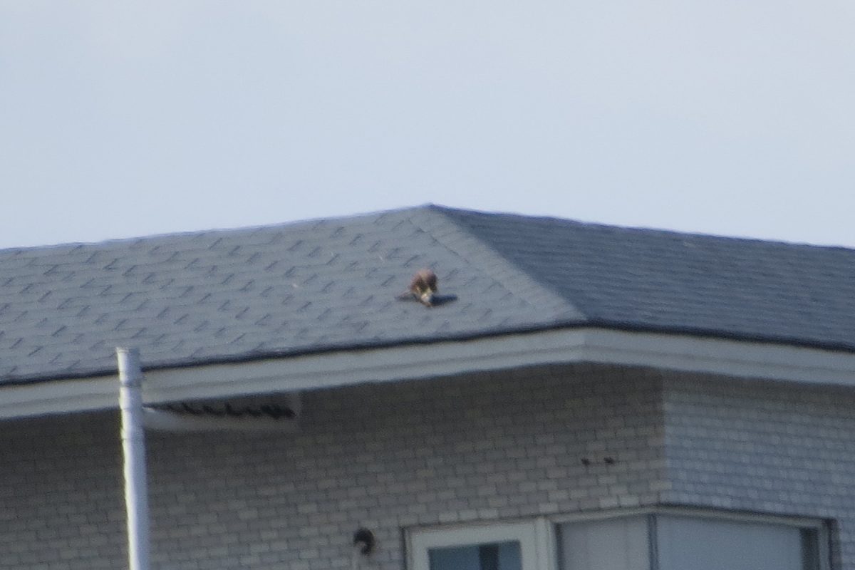 猛禽類チョウゲンボウ？デジタルズーム