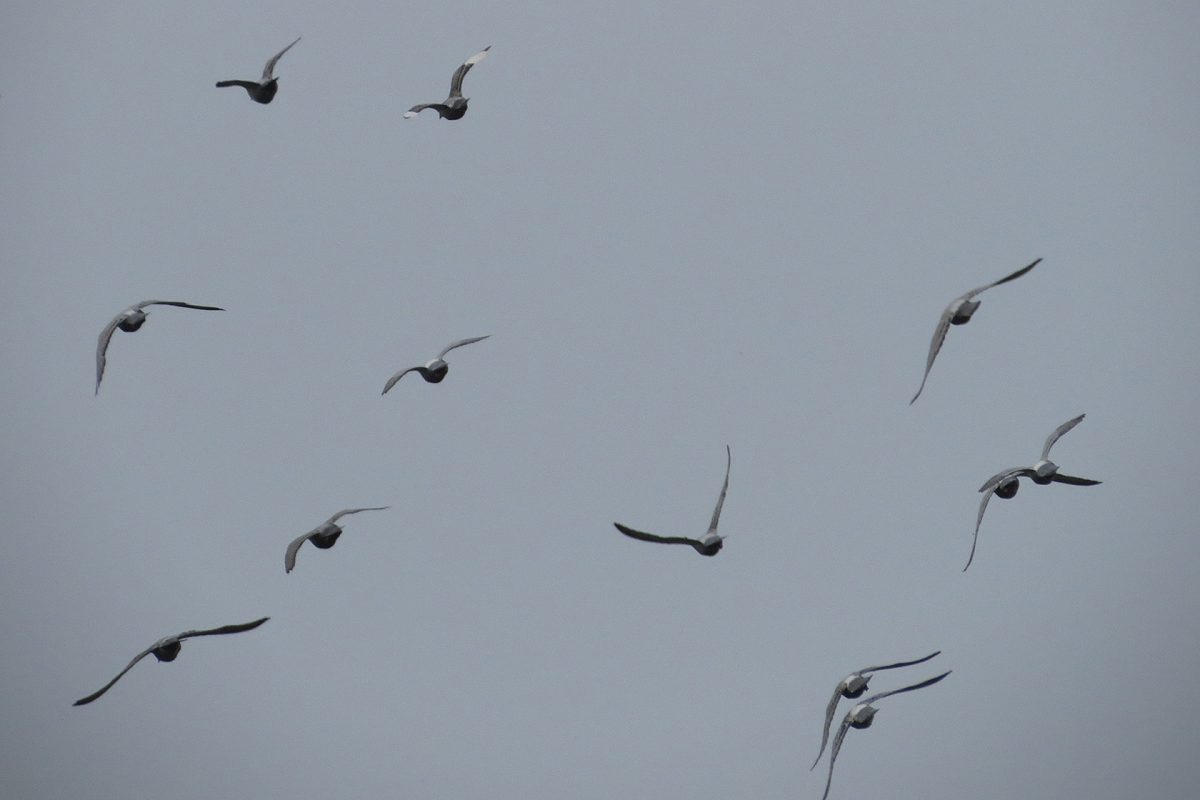 ドバト（カワラバト）群翔