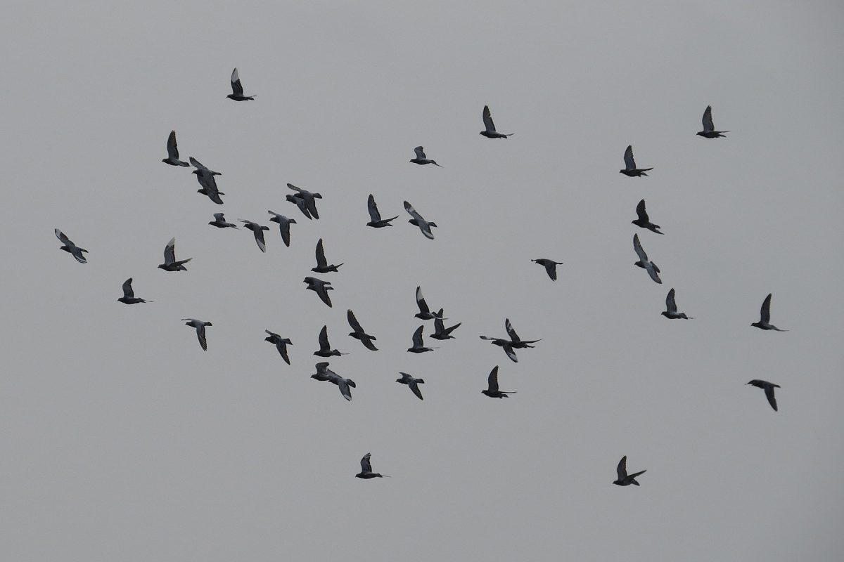 ドバト（カワラバト）群翔