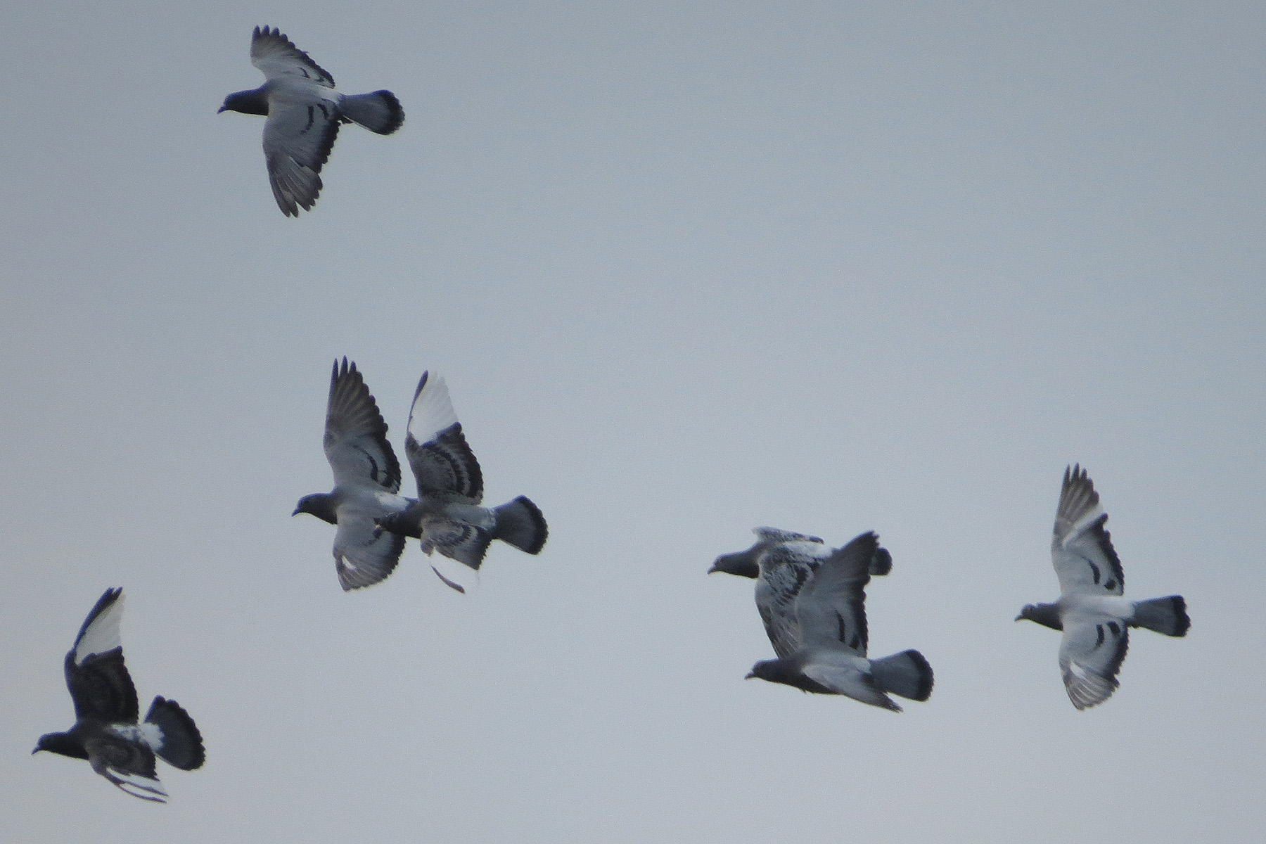 ドバト 恩田川の上空を群翔する みどりの鳥 横浜市北部 緑区周辺の野鳥紹介