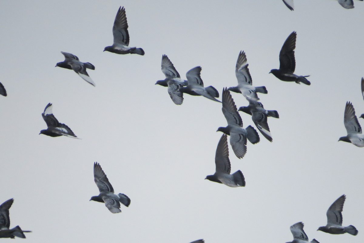 ドバト（カワラバト）群翔