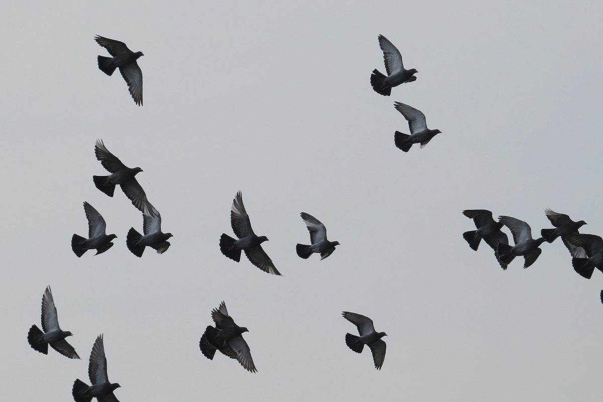 ドバト（カワラバト）群翔
