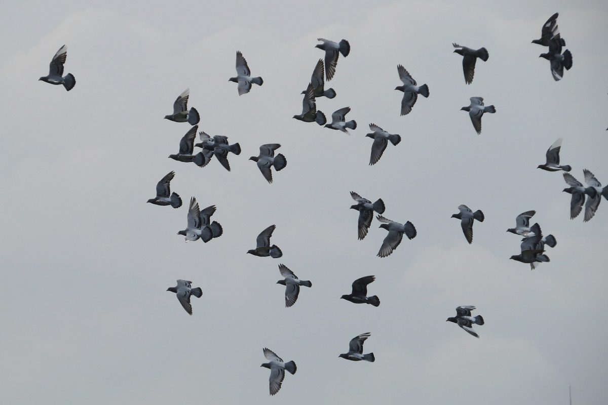 ドバト（カワラバト）群翔