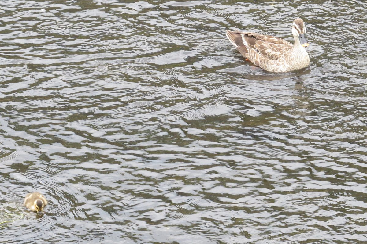 カルガモ親子