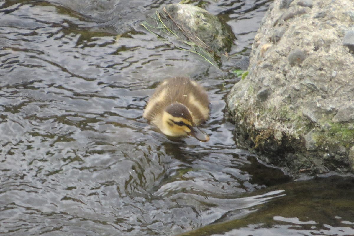 カルガモ雛