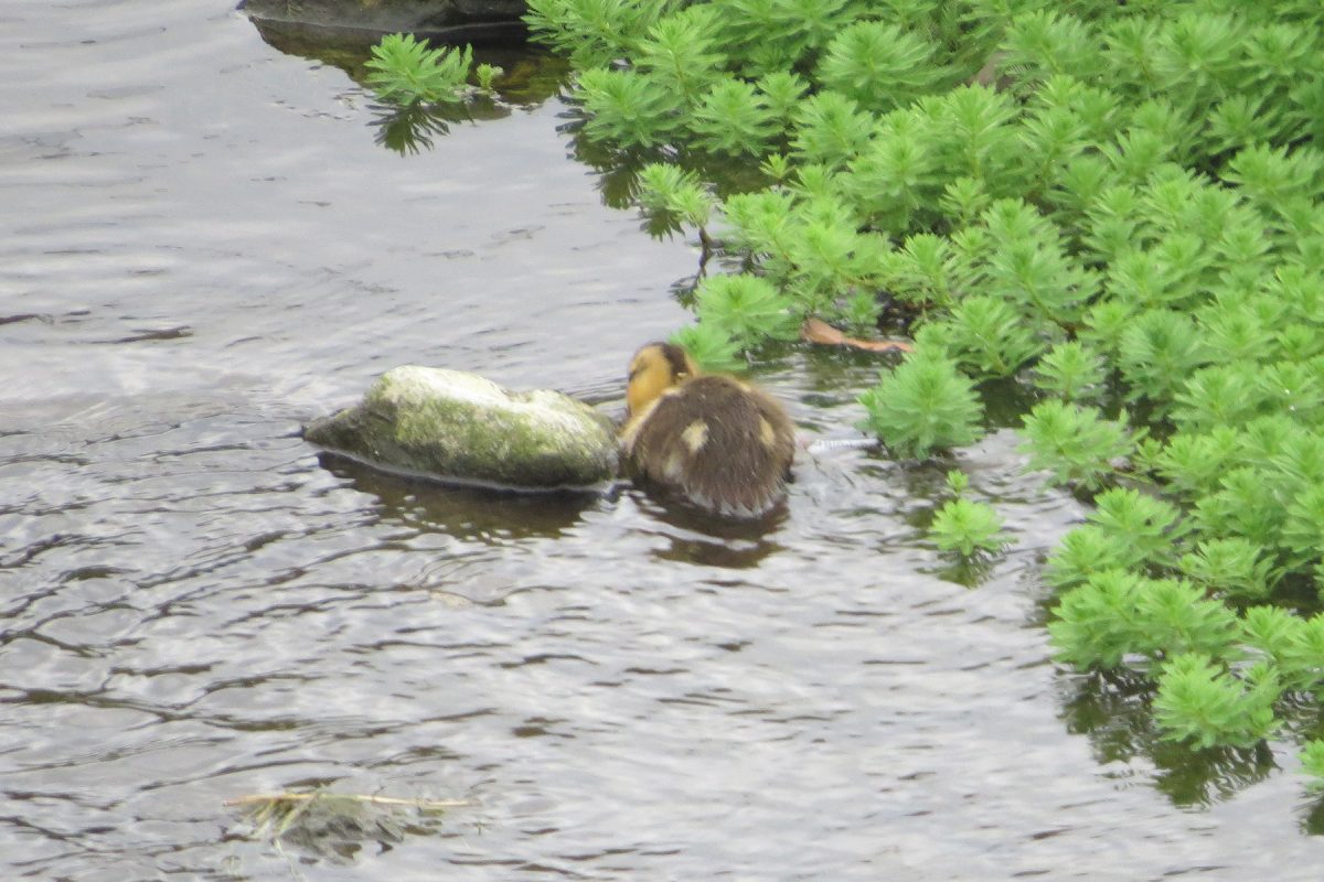 カルガモ雛