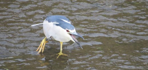 ゴイサギくわ！