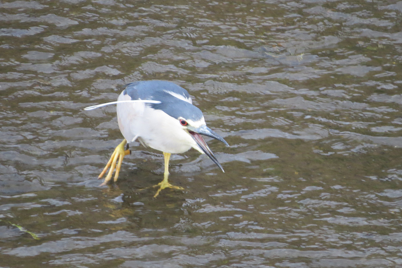 ゴイサギくわ！