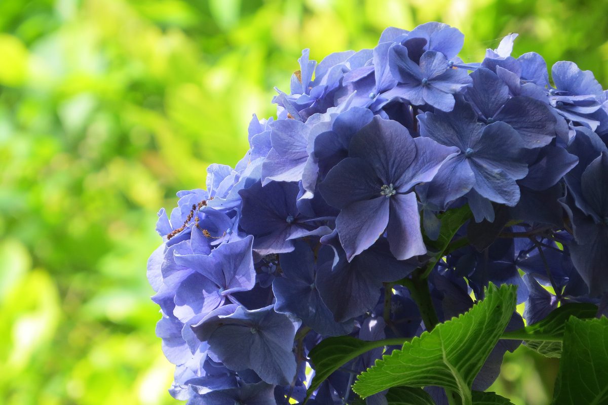 紫陽花