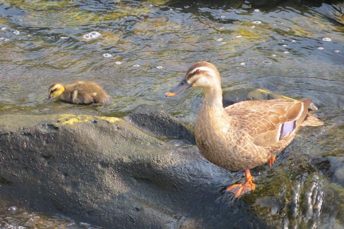カルガモ親子