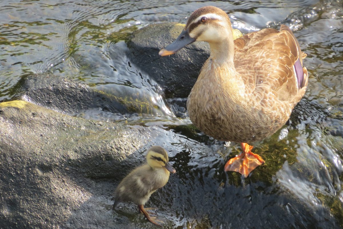 カルガモ親子