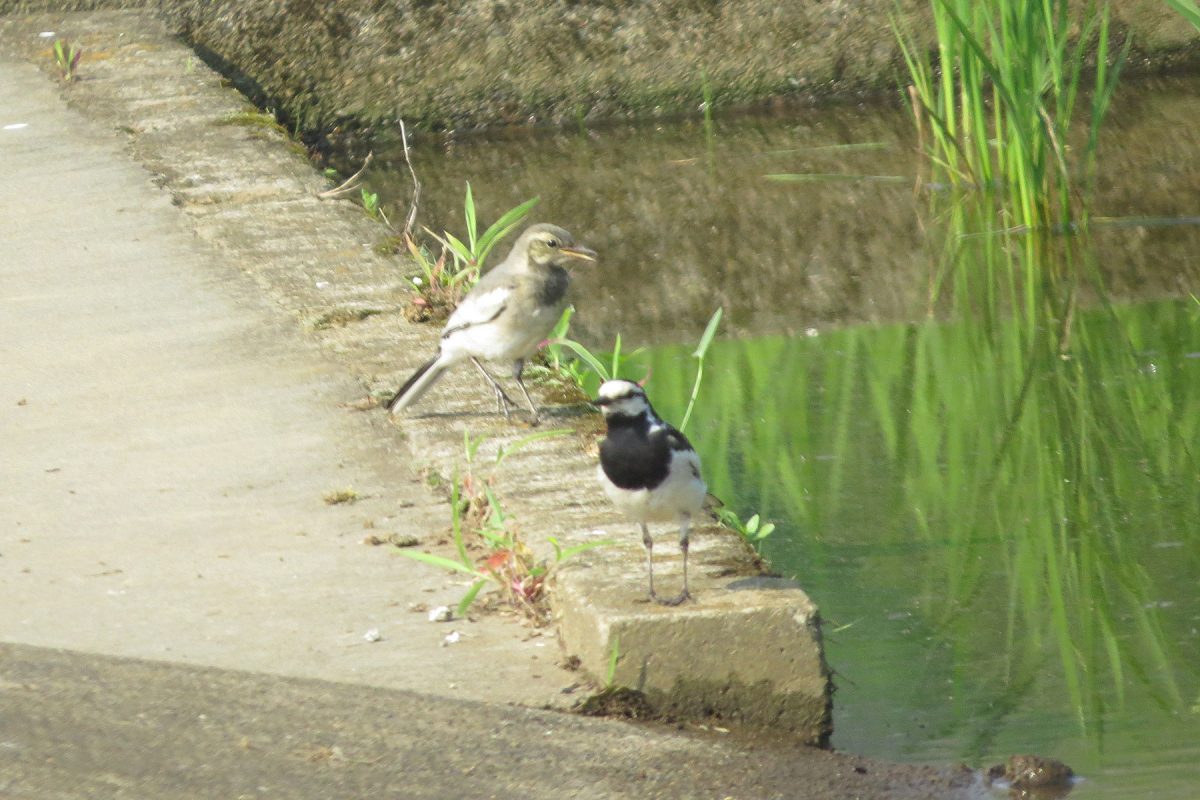 ハクセキレイ親子