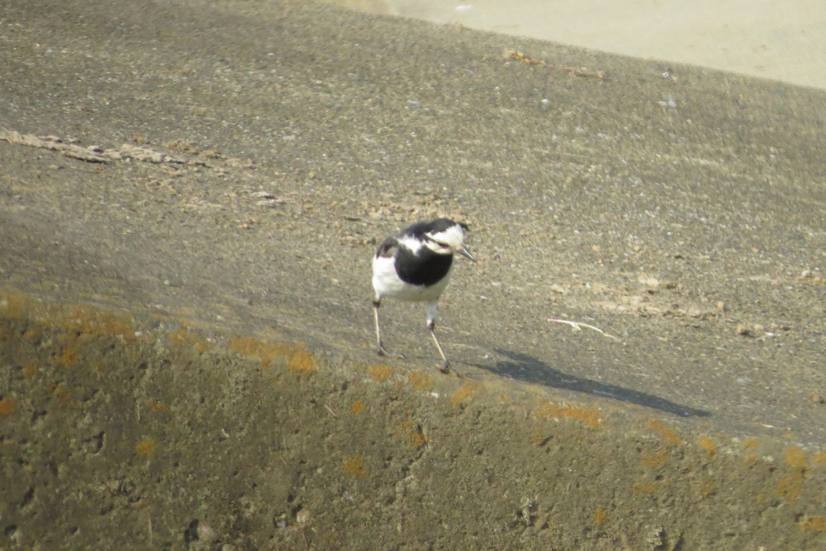 ハクセキレイ親