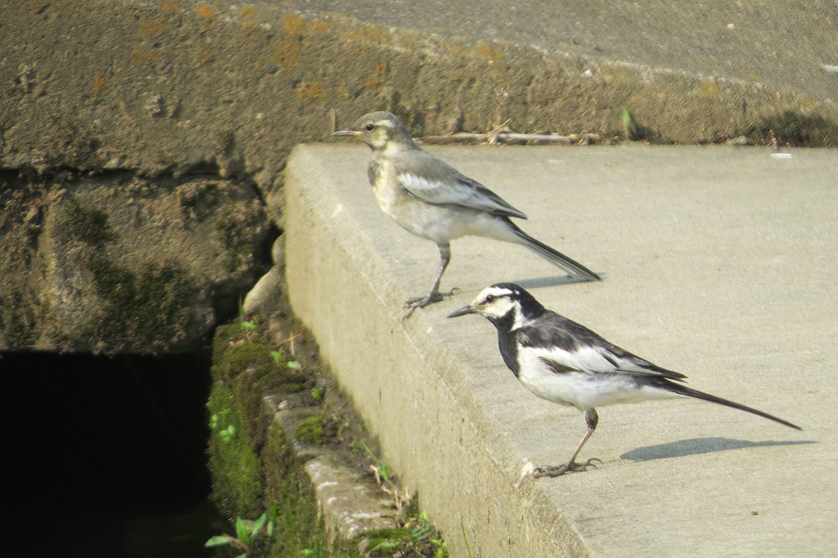 ハクセキレイ親子