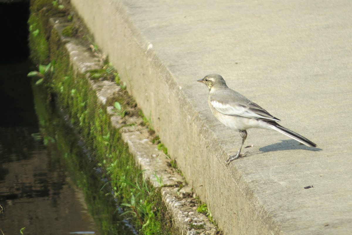 ハクセキレイ子