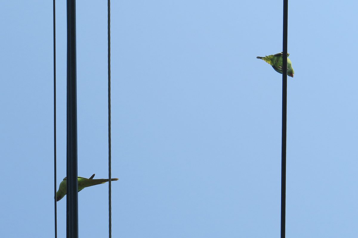 ワカケホンセイインコ