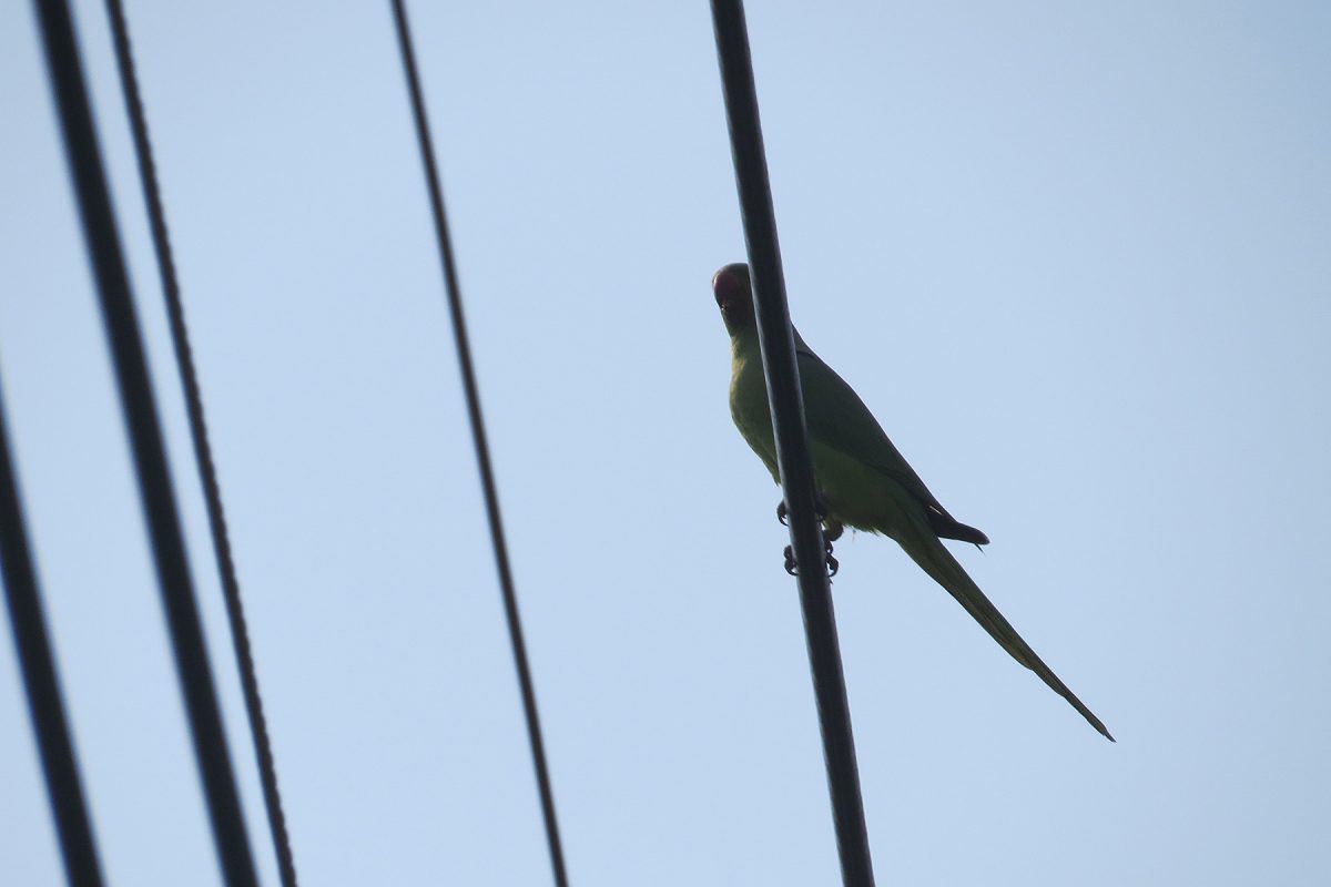 ワカケホンセイインコ