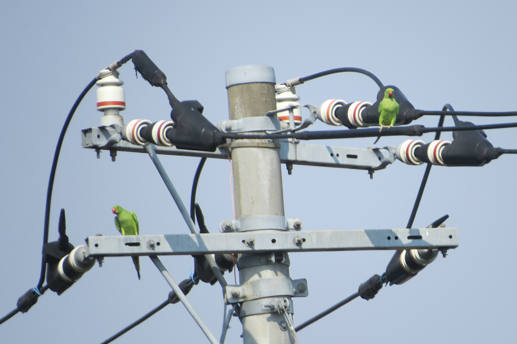 ワカケホンセイインコ