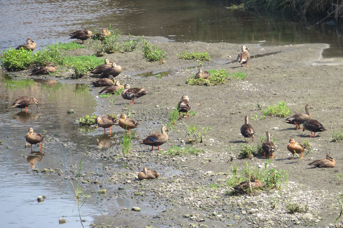カルガモたくさん