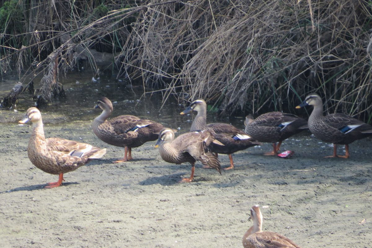カルガモたくさん