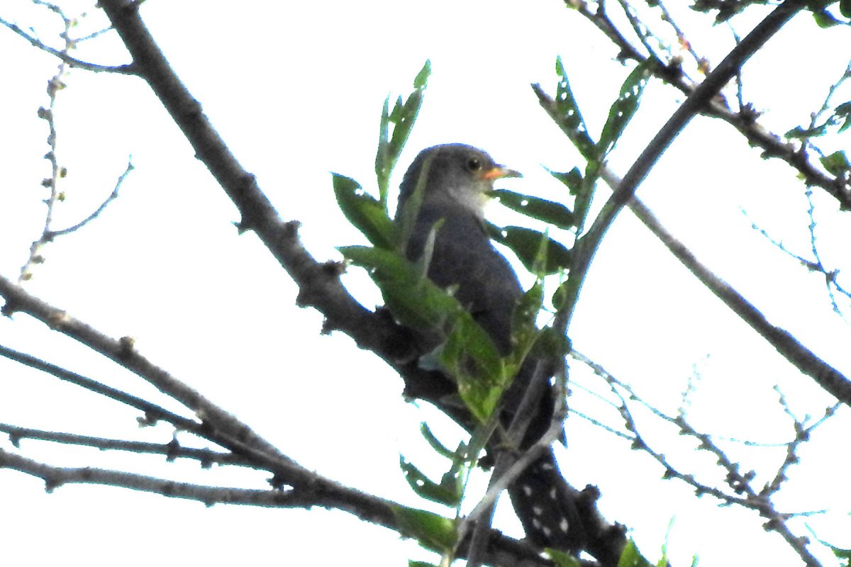 ホトトギス枝先