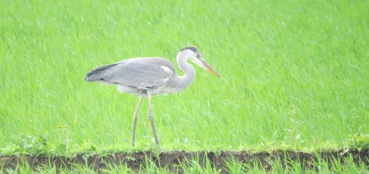 水質汚染が海洋動物に与える影響 - 海洋汚染に対する考えられる解決策