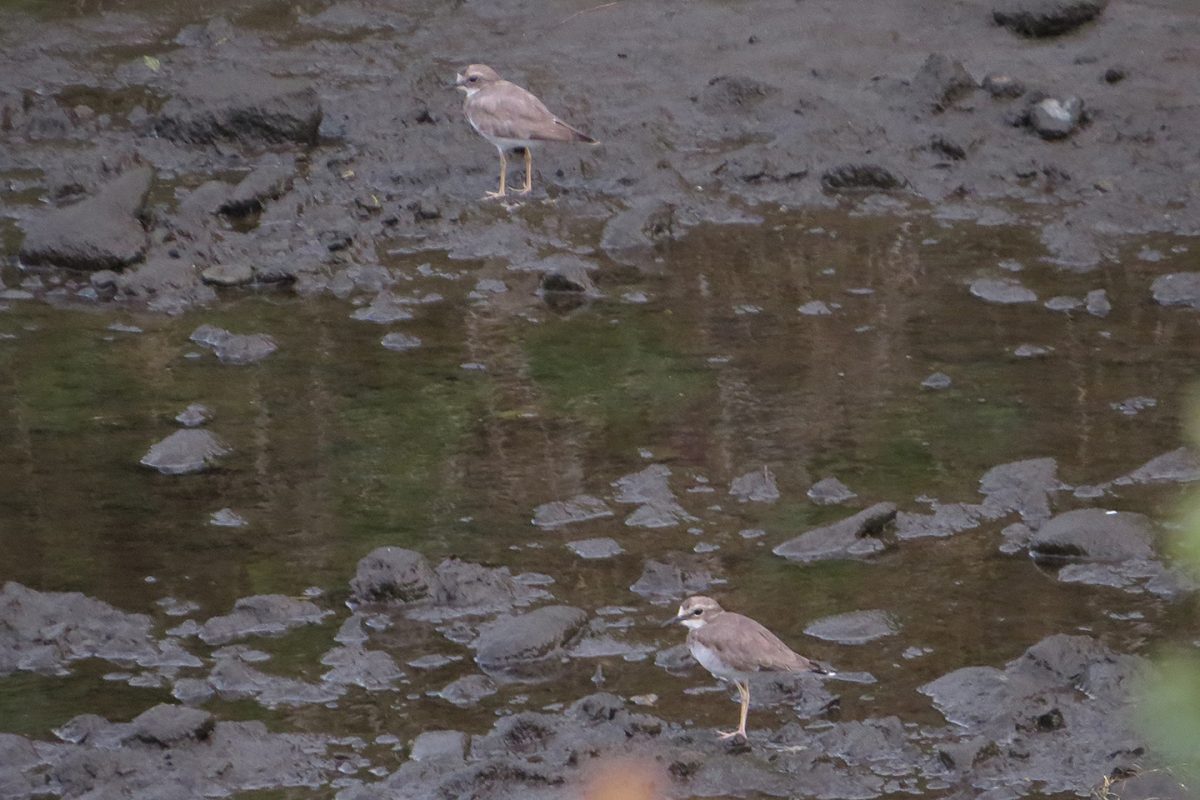 イカルチドリ二羽