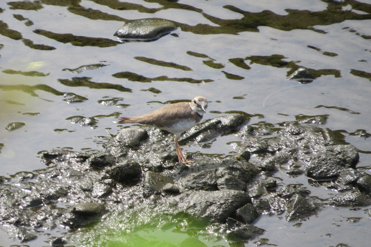 イカルチドリこちらを見る
