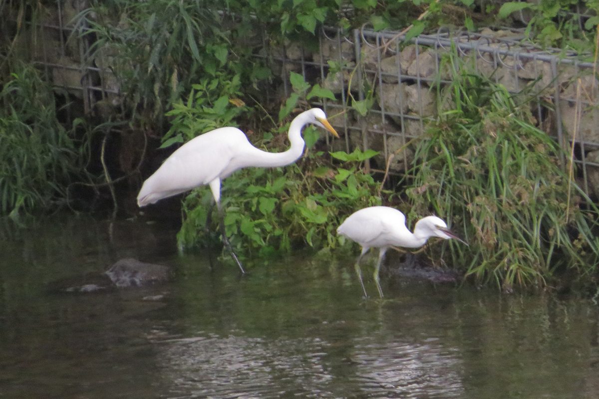 ダイサギとコサギ