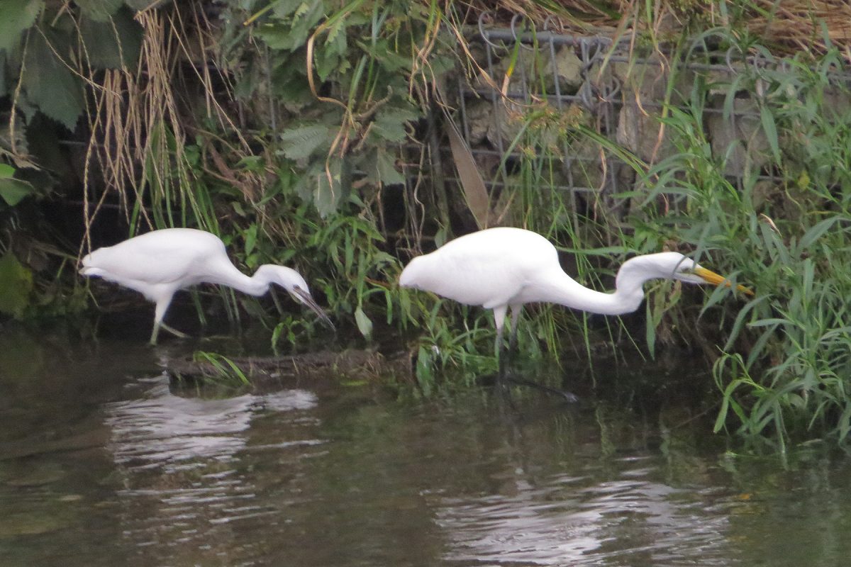 ダイサギとコサギ