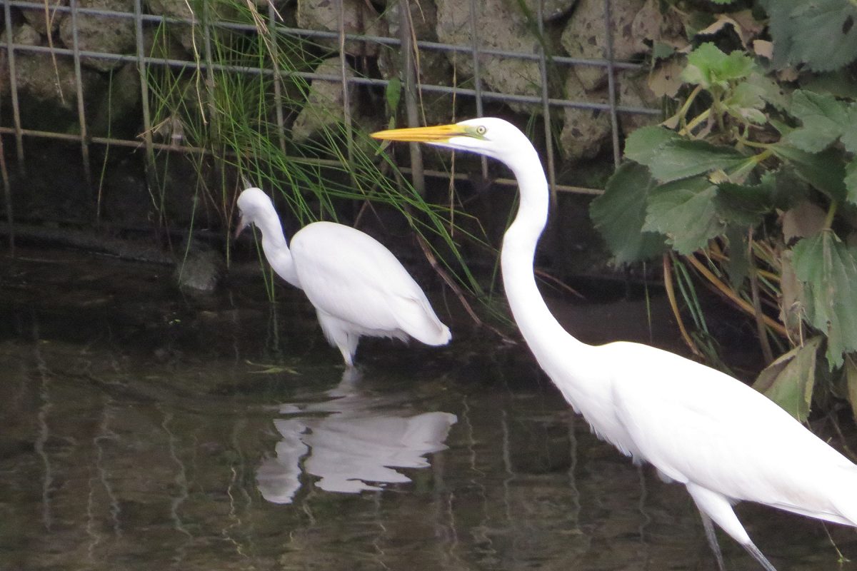 ダイサギとコサギ