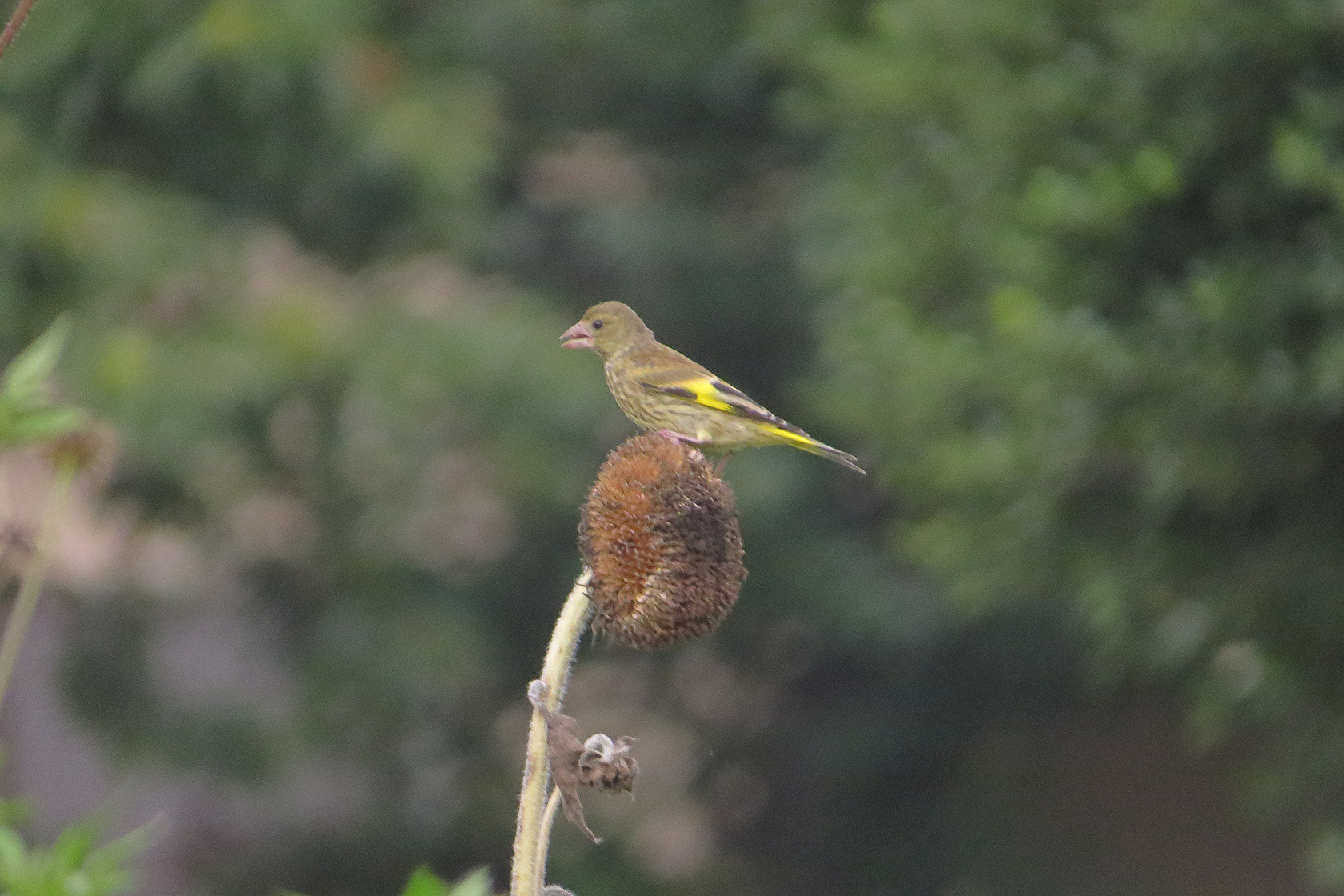 ひまわりの育て方 - ひまわりの土