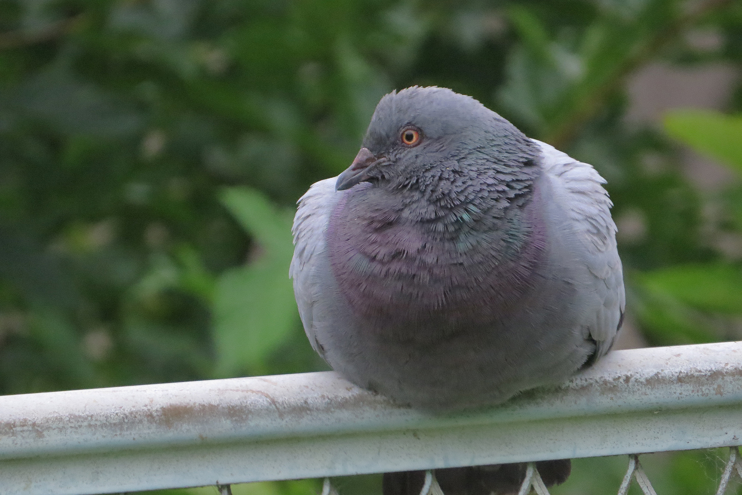 ドバト 恩田川の柵の上 みどりの鳥 横浜市北部 緑区周辺の野鳥紹介